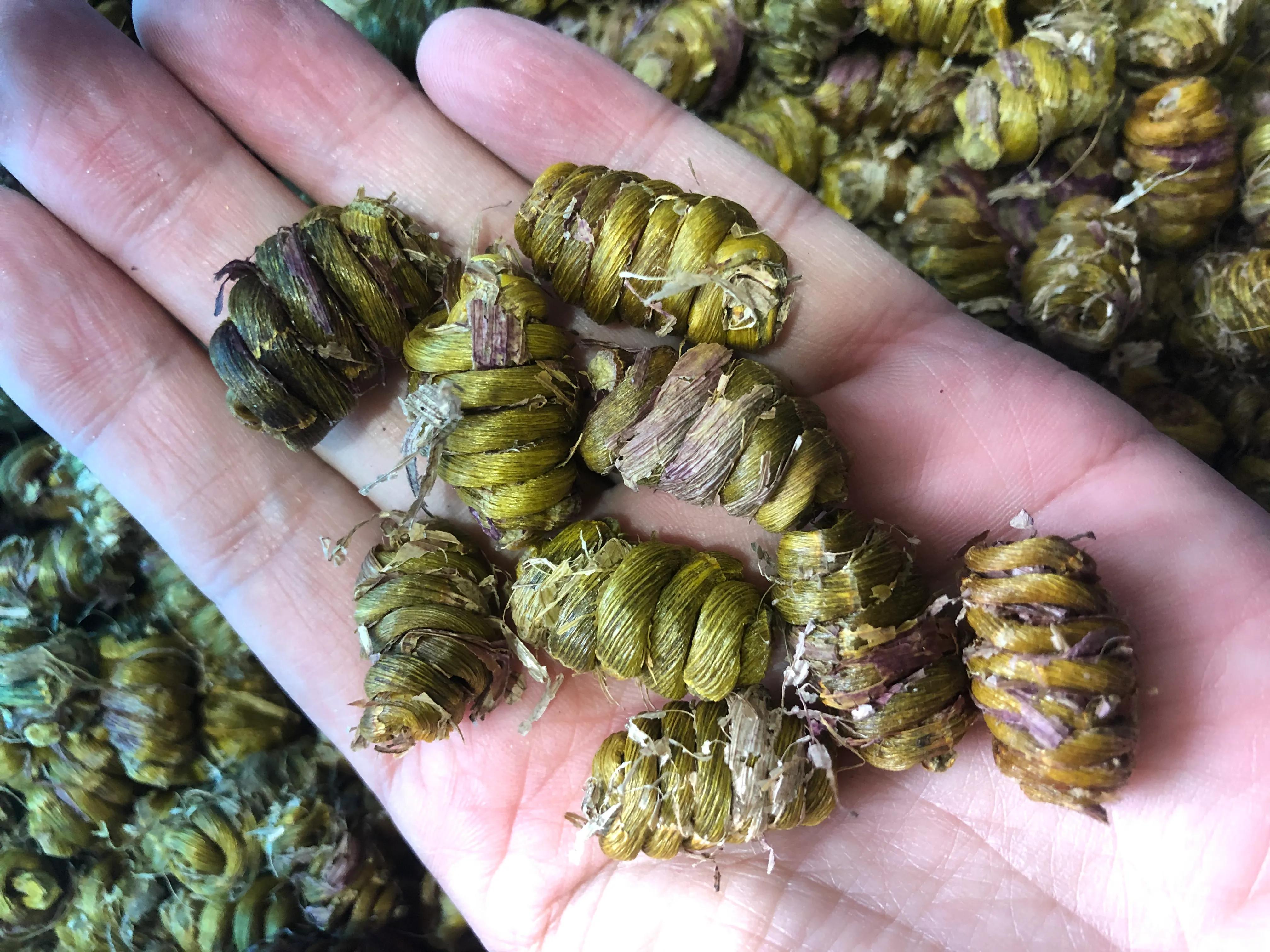 铁皮枫斗作用原理,铁皮枫斗养殖方法