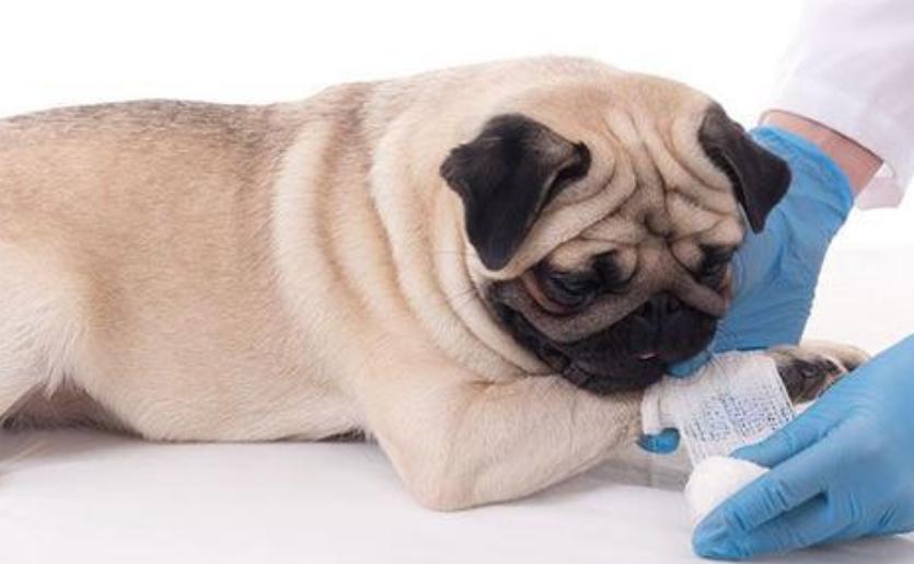 狗狗受伤用什么消炎药,狗狗受伤了用什么消炎药