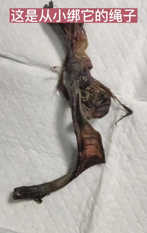 蜜蜂小狗搞笑视频,蜜蜂小狗搞笑剪辑视频