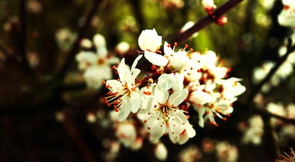 有趣的灵魂：你知道春天的花儿到底为谁开放吗？