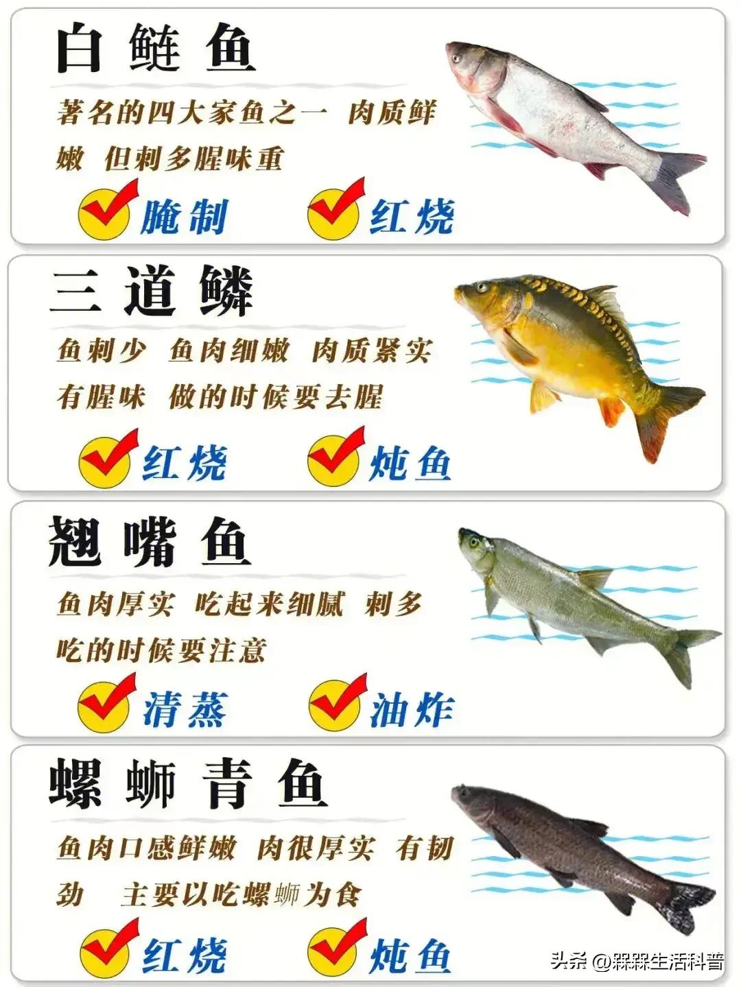 各种鱼图解大全,100种常见家常鱼的图片