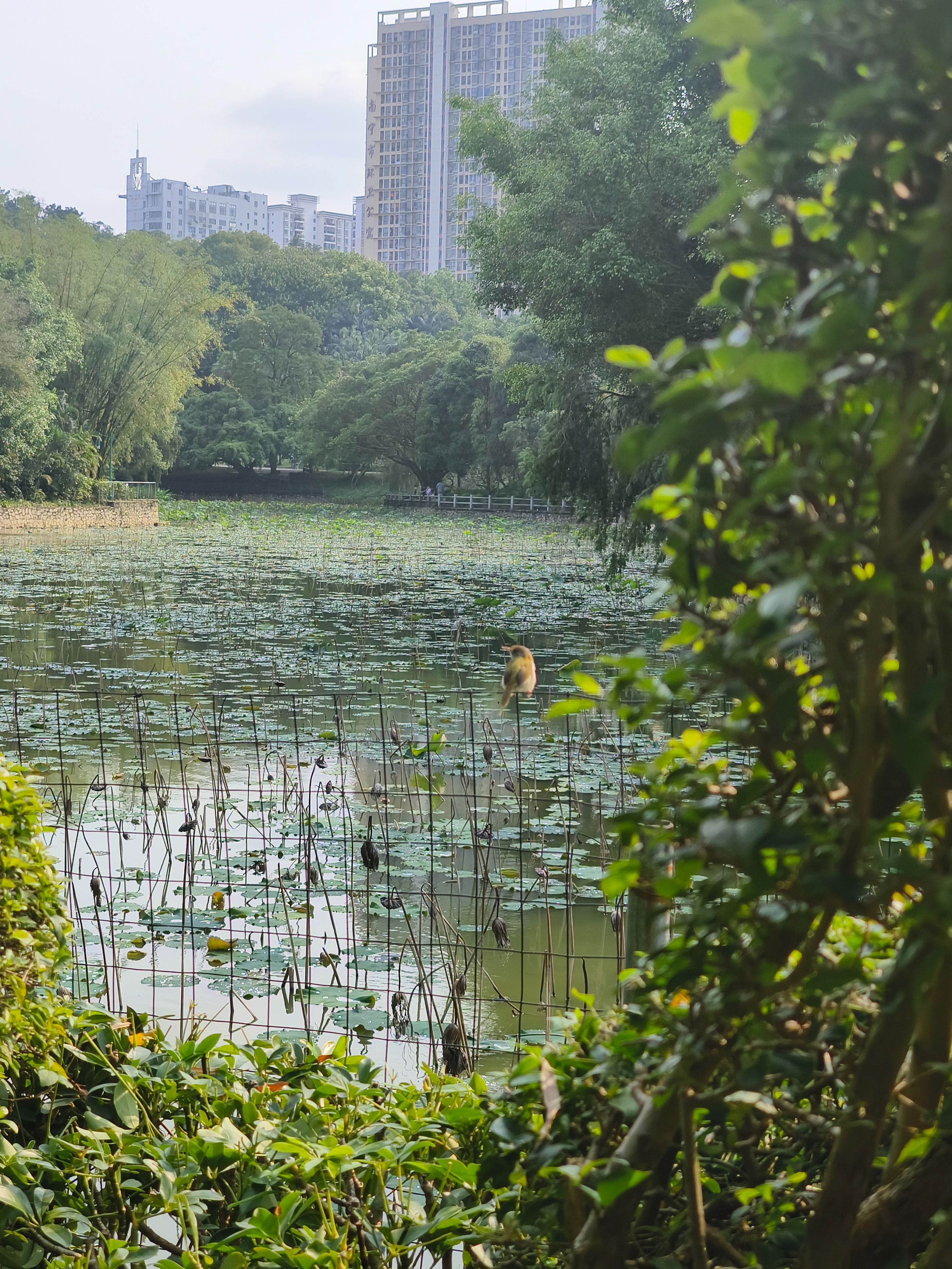 南宁周末溜娃好去处！南宁狮山公园