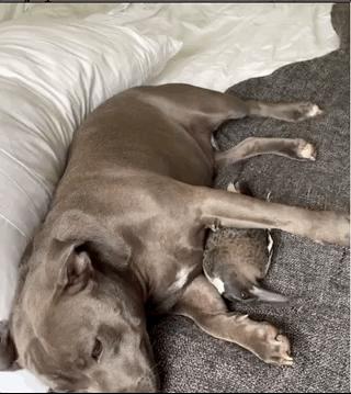 狗跟喜鹊待久了竟开始假孕分泌乳汁鸟：我把你当朋友你却想当我妈