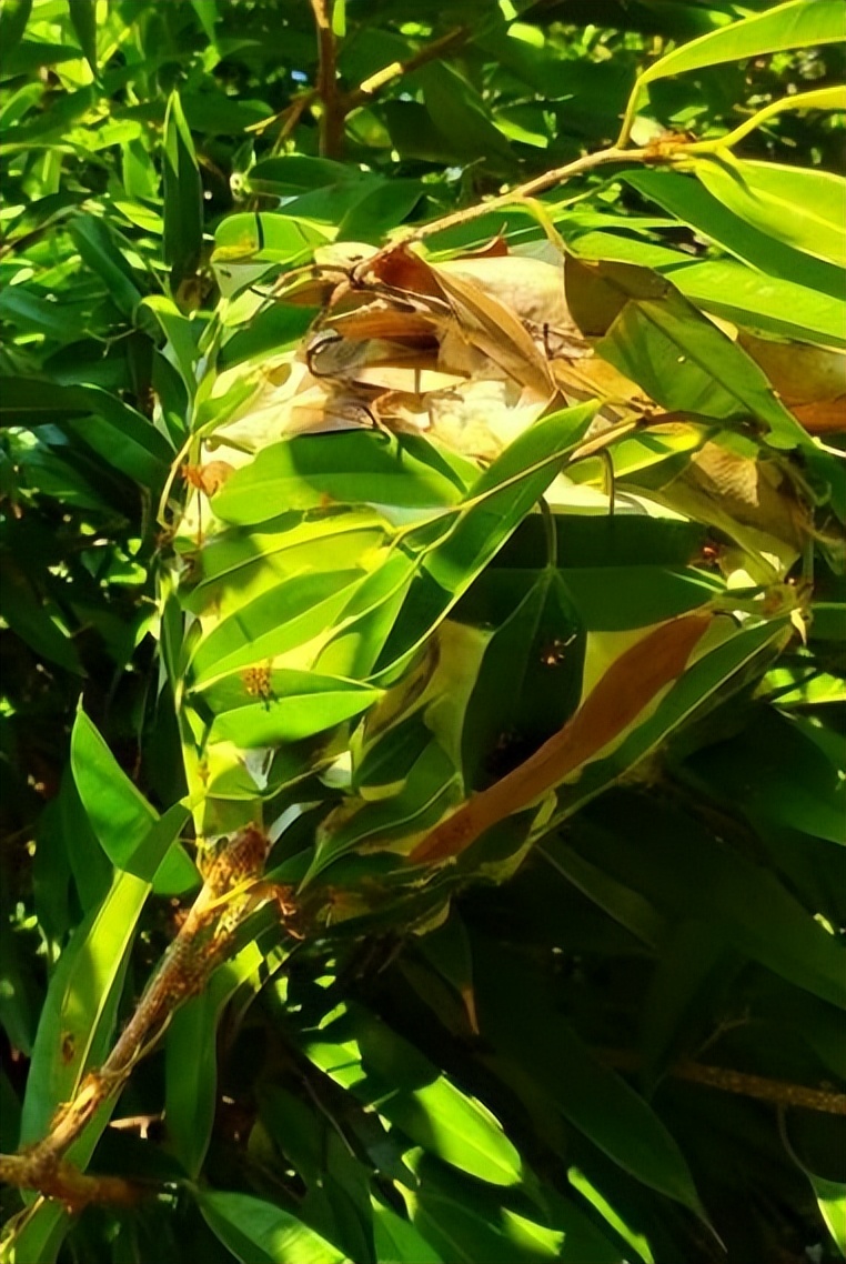 丛林探险美食大全,真正的丛林美食有哪些