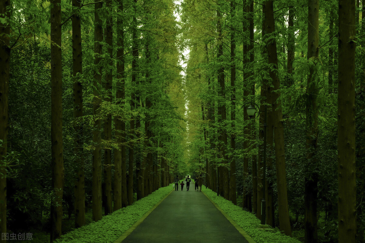 上海市区森林秘境,上海这些景区值得一去