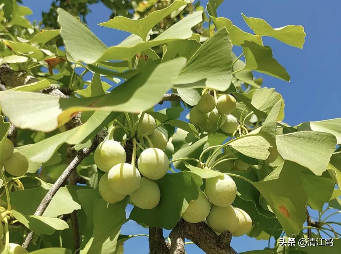 鸭掌木病害图谱及防治,鸭脚木的病害和治疗方法