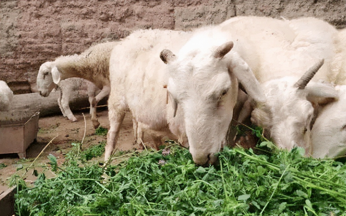 华牧生物养殖技术,羊的饲养管理与疾病
