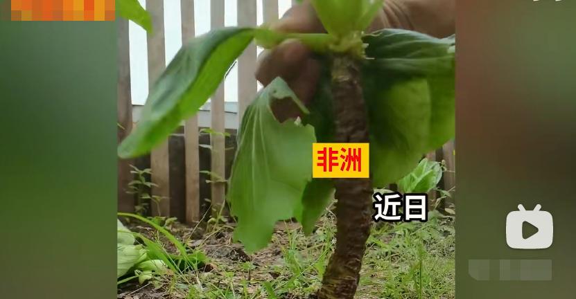 颠覆三观的物种,颠覆三观的蔬菜种植