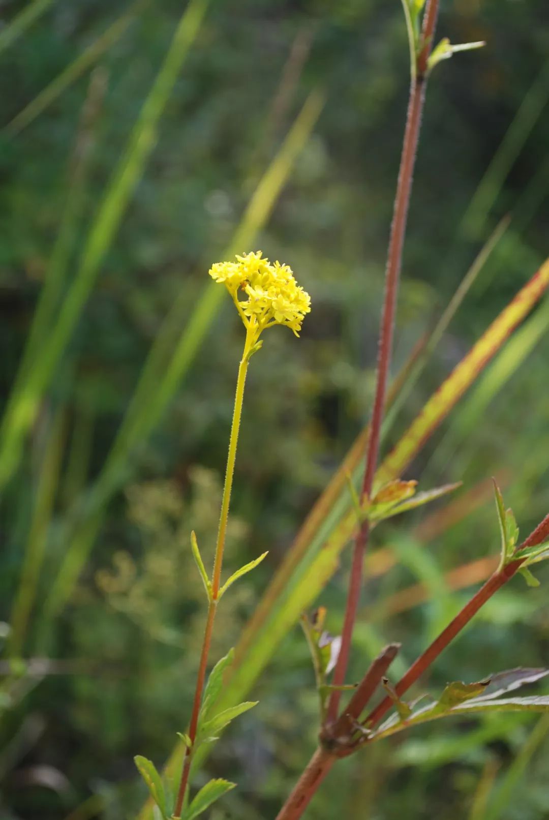 150种常见药用植物大全,150余种常见药用植物花期组图