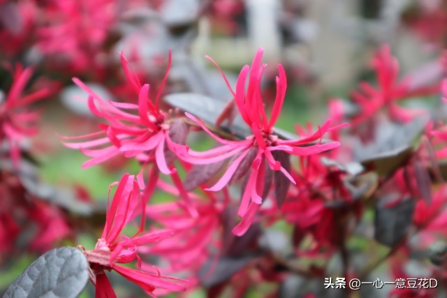 红花继木桩介绍,红花檵木的花语