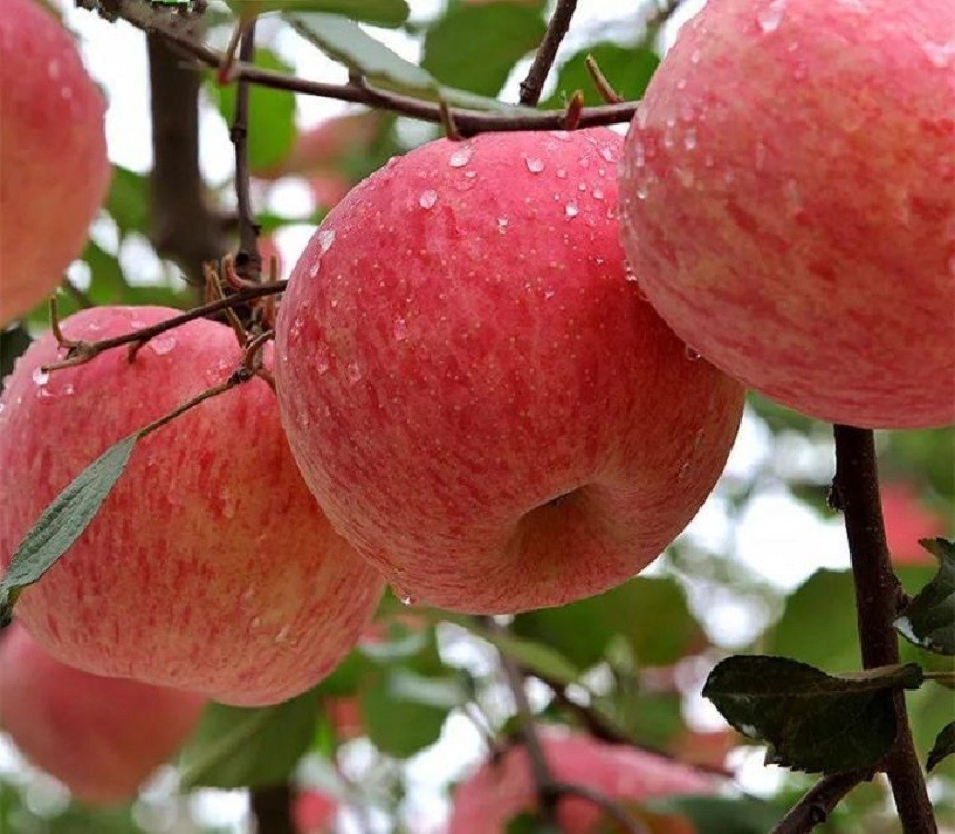 车厘子跟苹果有什么关系,车厘子与苹果的区别