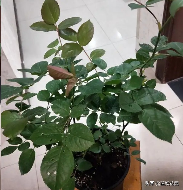 月季花盲芽,月季花怎么有盲枝和盲芽呢