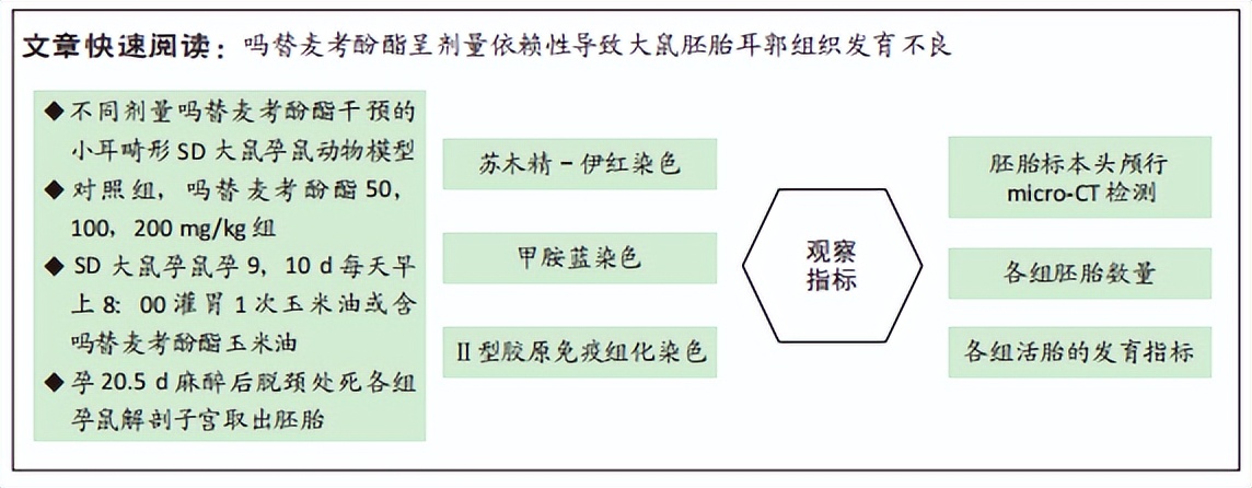 吗替麦考酚酯对大鼠胚胎耳郭发育的影响