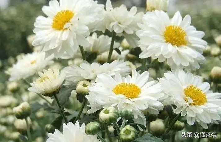 看完才知道原来有这么多茶,看完这篇了解全中国99%的茶