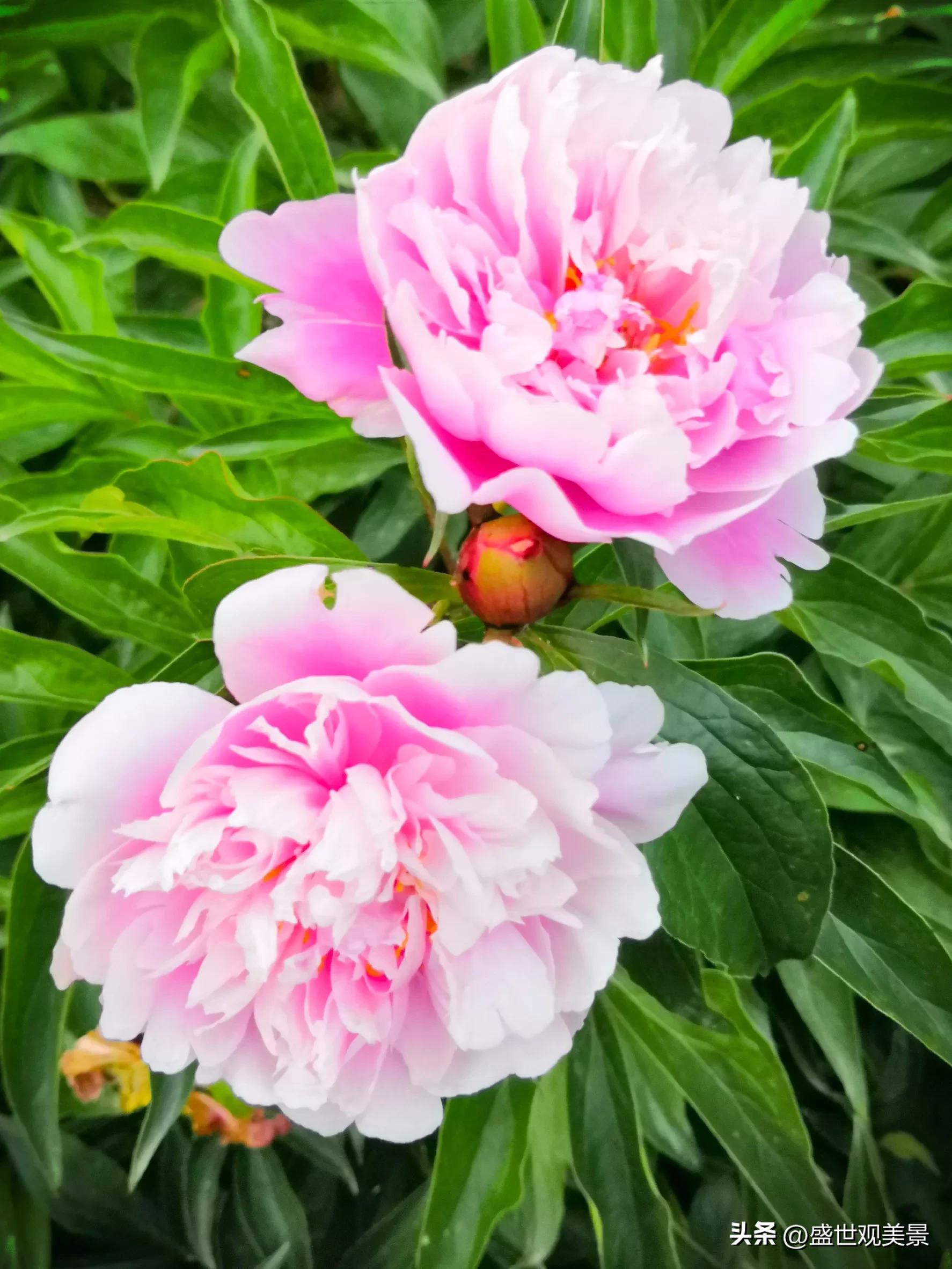 怎样找到头条的流量密码,头条原创文章怎么加推荐量