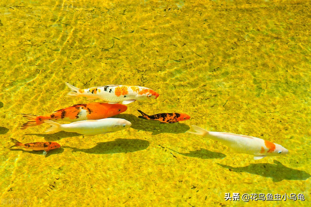 锦鲤怎么养才能养活自己,新手锦鲤怎么养