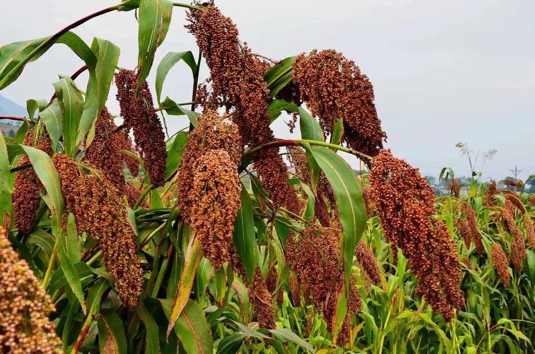 茅台镇的白酒跟其他地方有啥不同,茅台镇的酒和茅台酒有什么区别