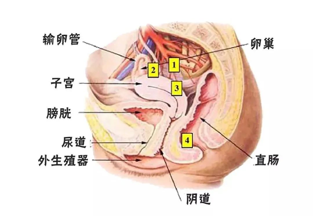 得了阴道炎一年没治疗还来得及吗,没有性经历阴道炎怎么治疗