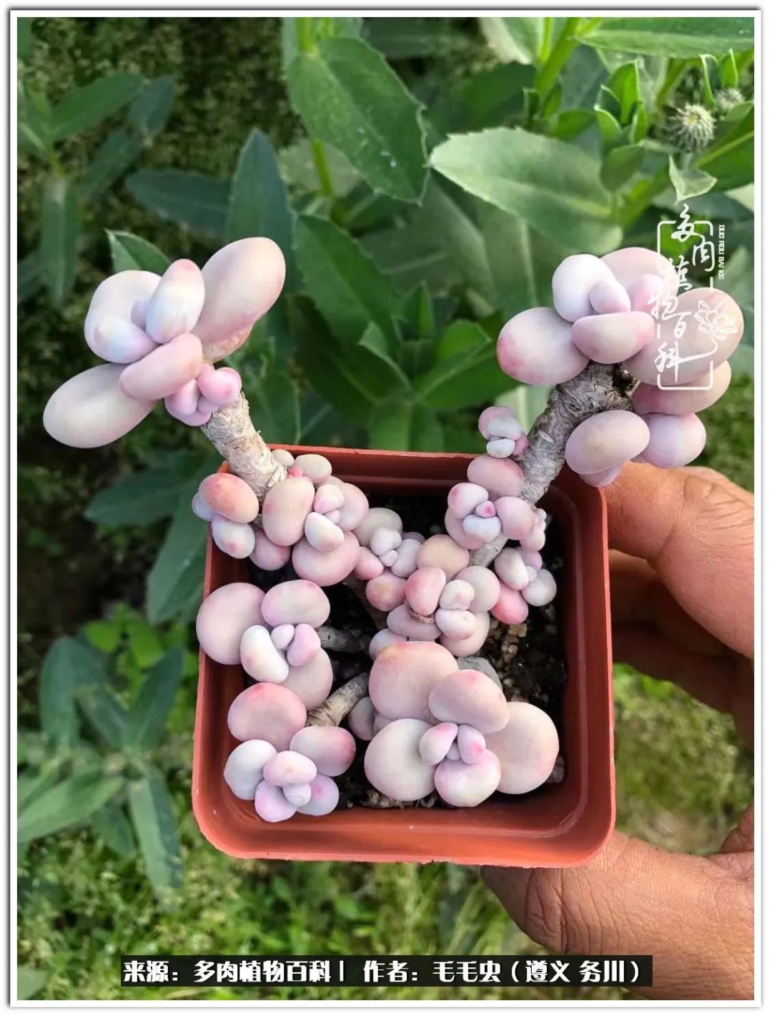 多肉可抵岁月,多肉之花语