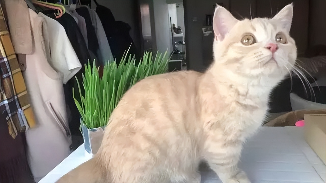 猫咪最怕误食什么,如何判断猫咪误食了异物