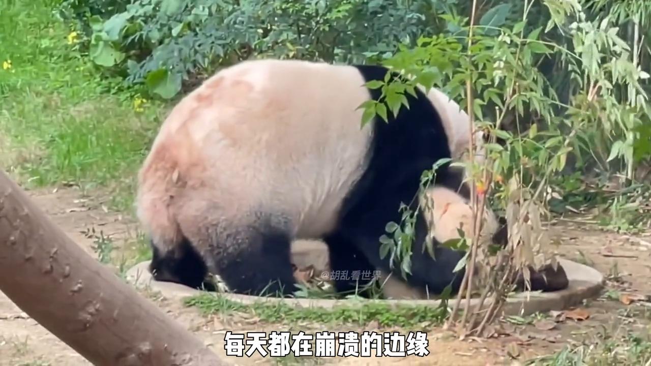 爱宝到底过得好不好,大熊猫爱宝从哪里送出去的