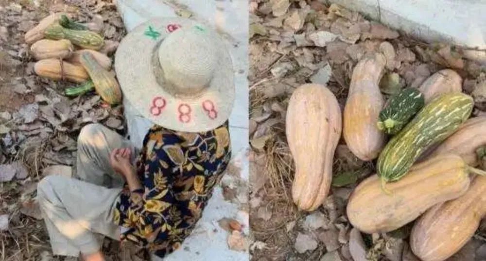 组团偷瓜给予什么处罚,组团偷瓜