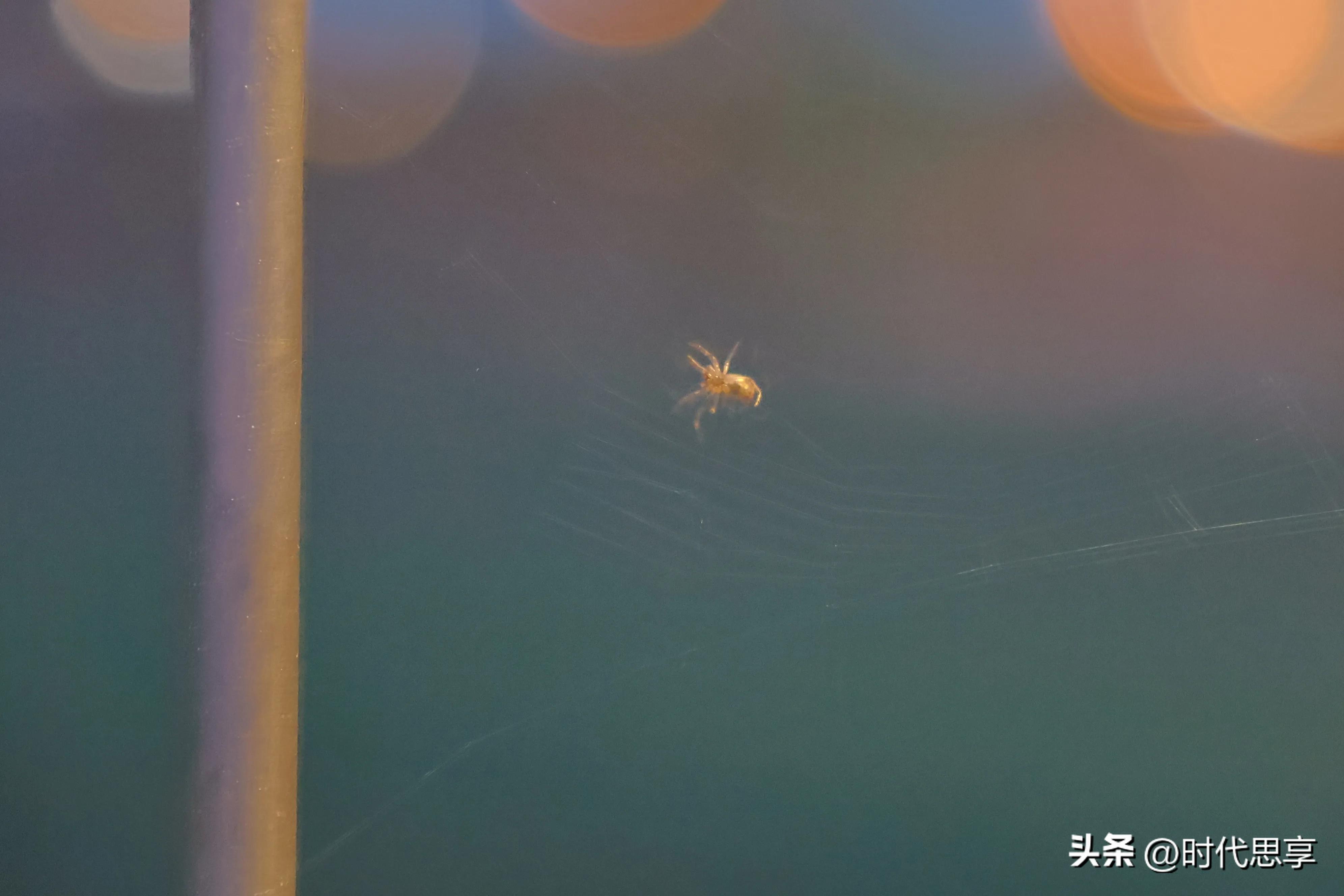 蜘蛛结网坐享其成,蜘蛛为什么能结网