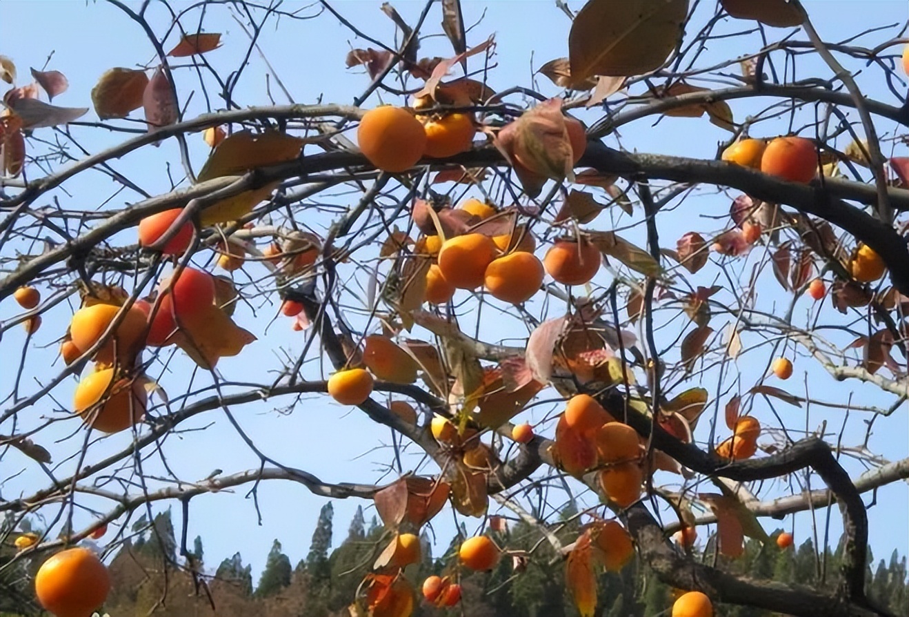 植物识别小口诀，总结的太全了！