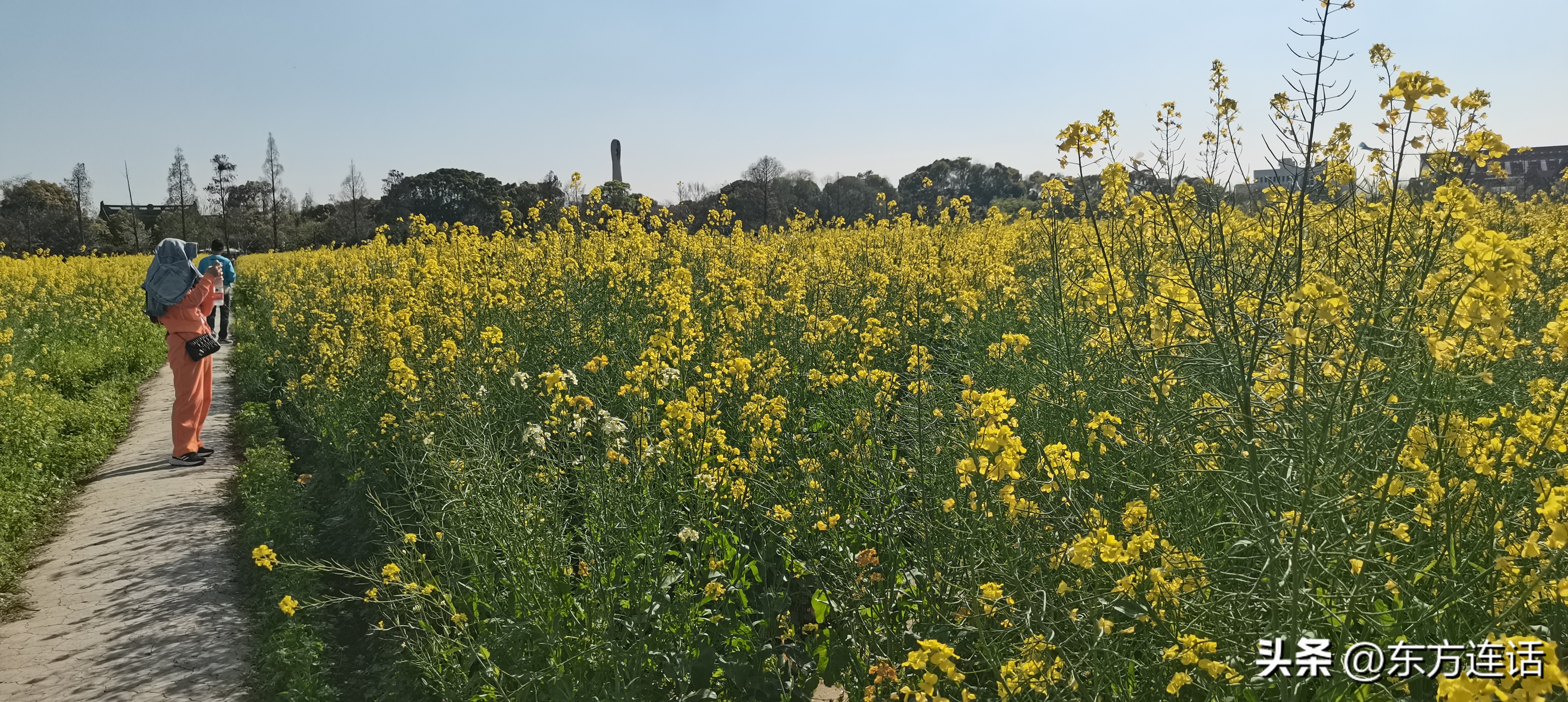广富林遗址公园梅花盛开时节照片,上海广富林文化遗址门票预约