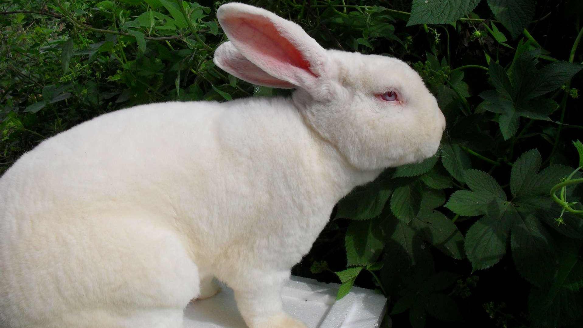 养殖肉兔都有哪些疾病,养兔的疾病治疗费用多少钱