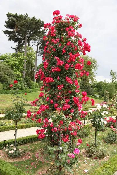 法国玫瑰花园,法国玫瑰花香沐浴露正品