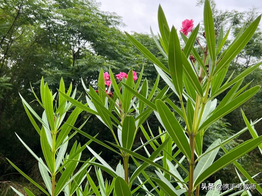 夹竹桃怎么修剪,夹竹桃图片大全