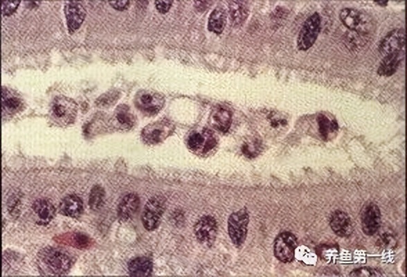 水生生物大盘点,水生生物多图排版