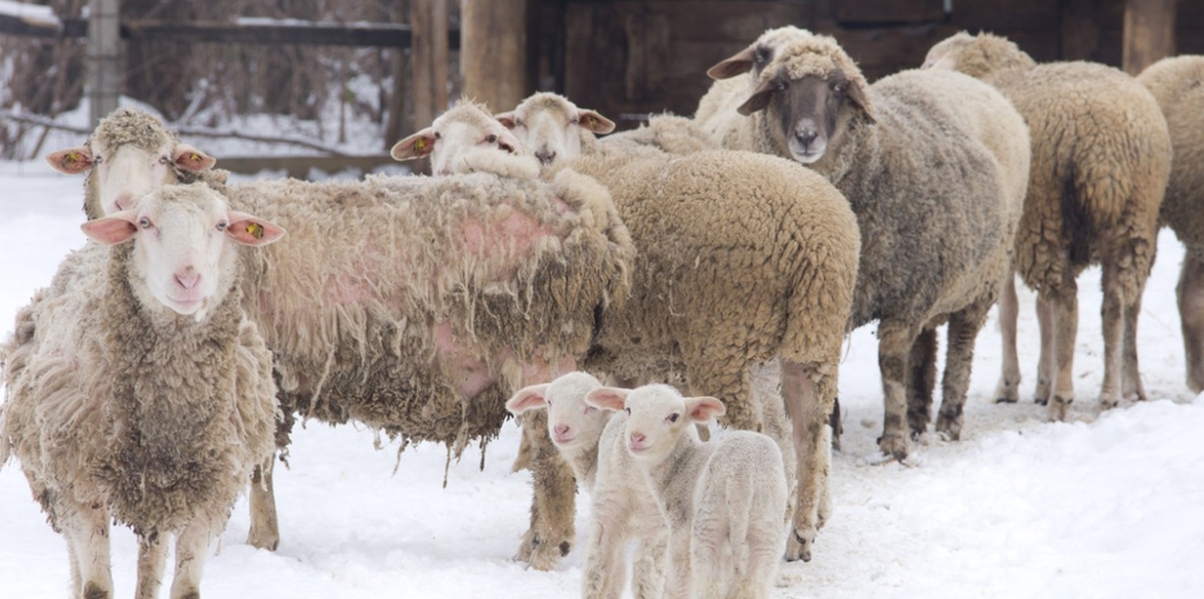 朊病毒致死率100%!无药可救烹煮杀不死，感染后到底有多恐怖？