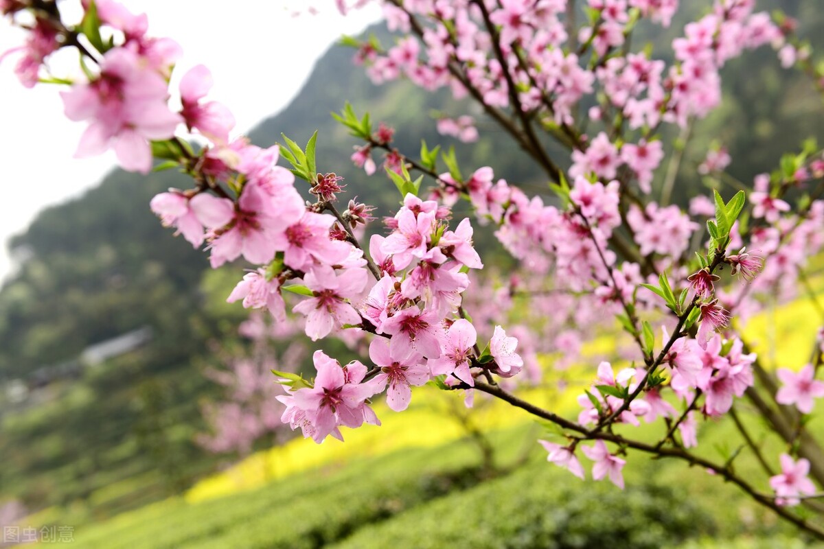 七绝桃花源,七绝碧桃花