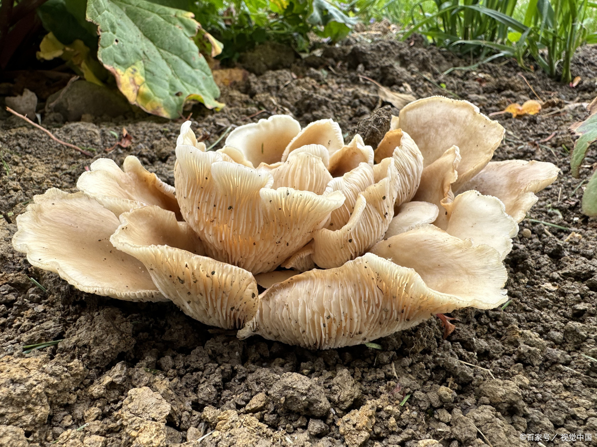 贵州特色辣味小吃,贵州辣的特色美食有哪些