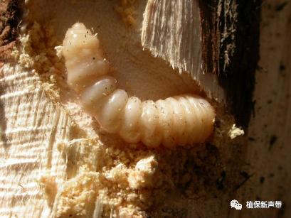 蛀干害虫为害症状识别,什么是蛀干害虫