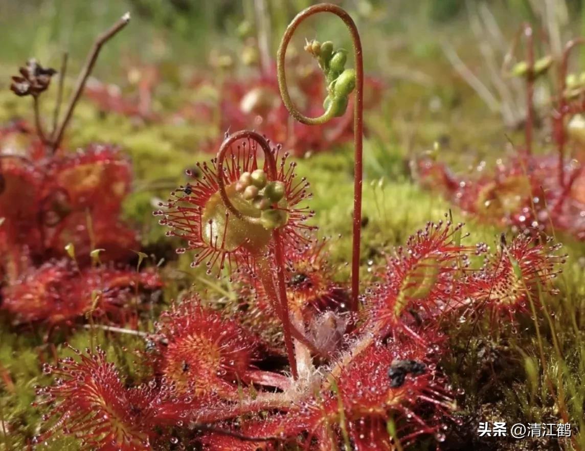 又好看又便宜的食虫植物,有什么推荐的食虫植物