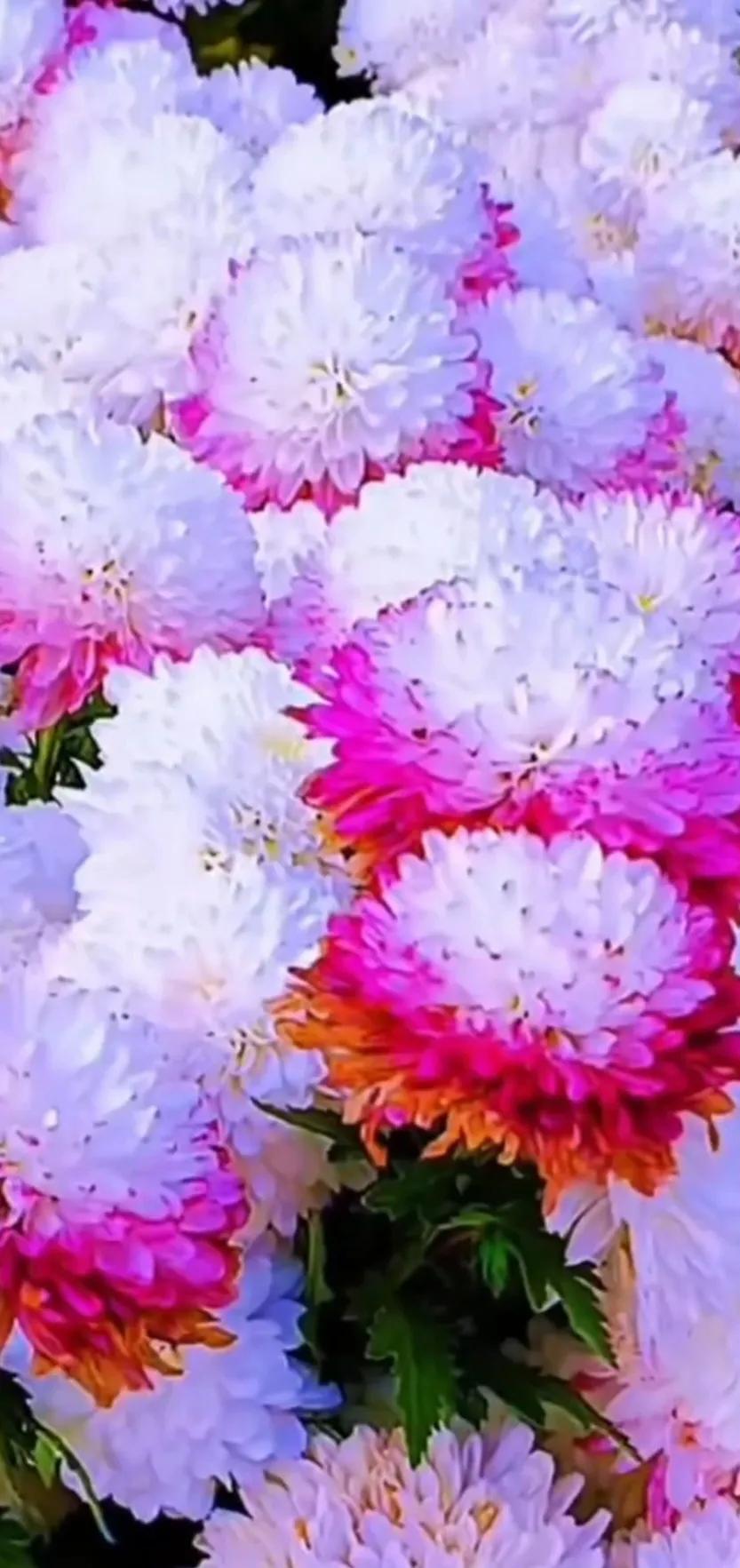 最新最美花儿高清图片,五颜六色的花儿真漂亮