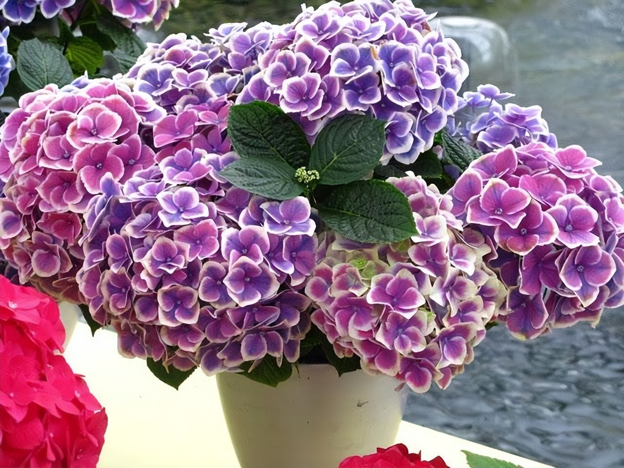 逛花市如何买好看又好养的花,花市上最好买的花有哪些