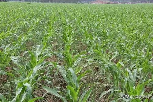 玉米丫子多大可以掰,玉米长叉子什么时间掰掉最好