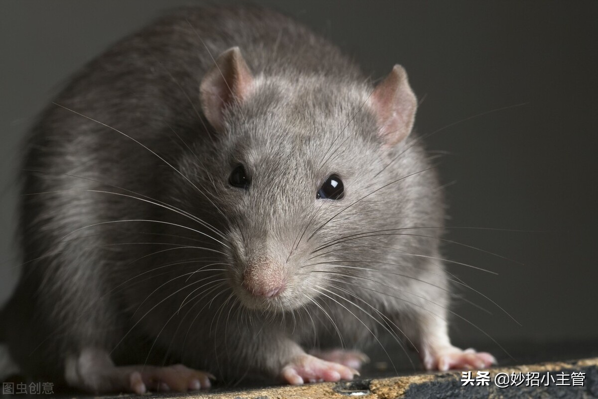 家里有老鼠别着急,家里有老鼠怎么办小妙招不用香油