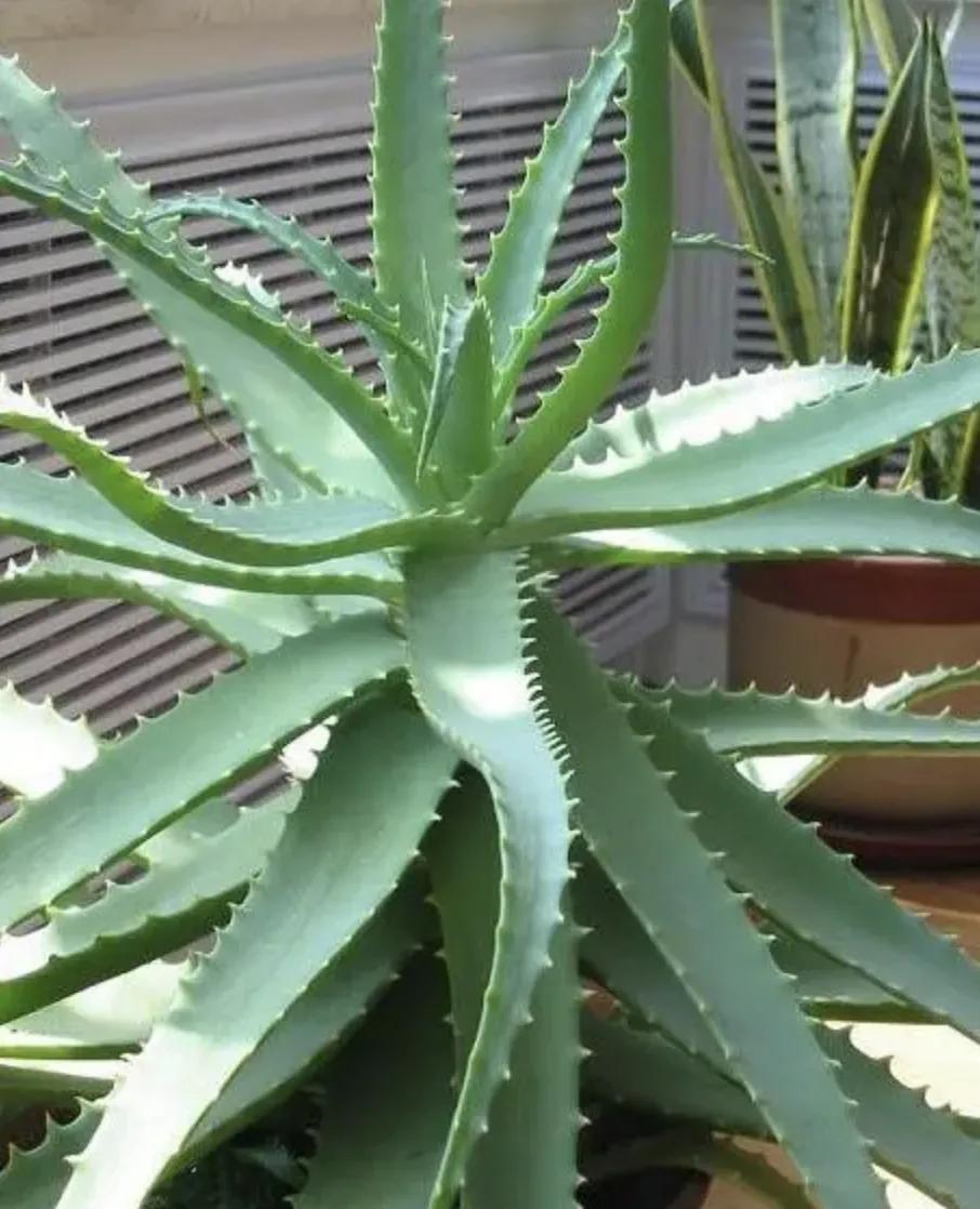 这几种芦荟不仅可以观赏，还能美容，你选对品种了吗？