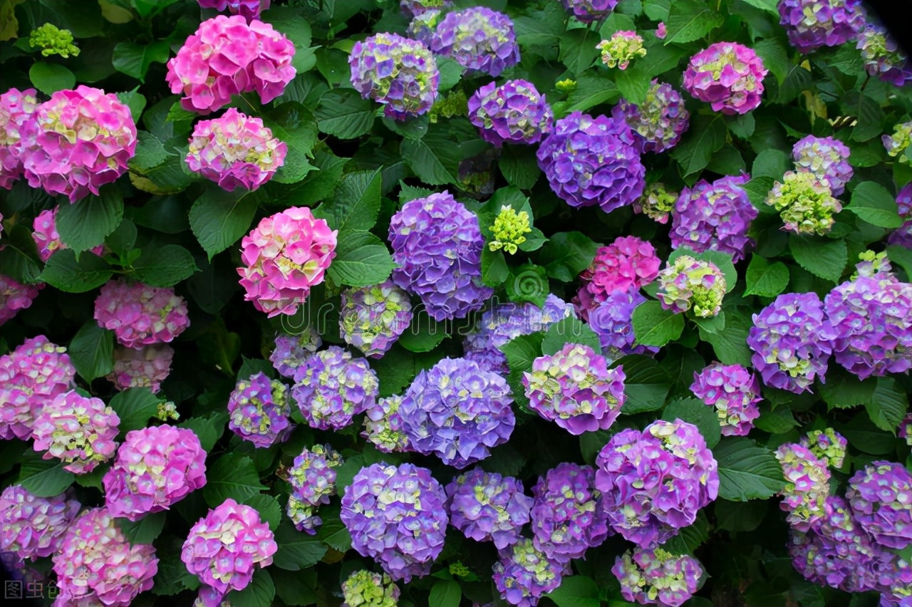 春天养绣球，4个细节不注意，花苞“黑黢黢”，打不开