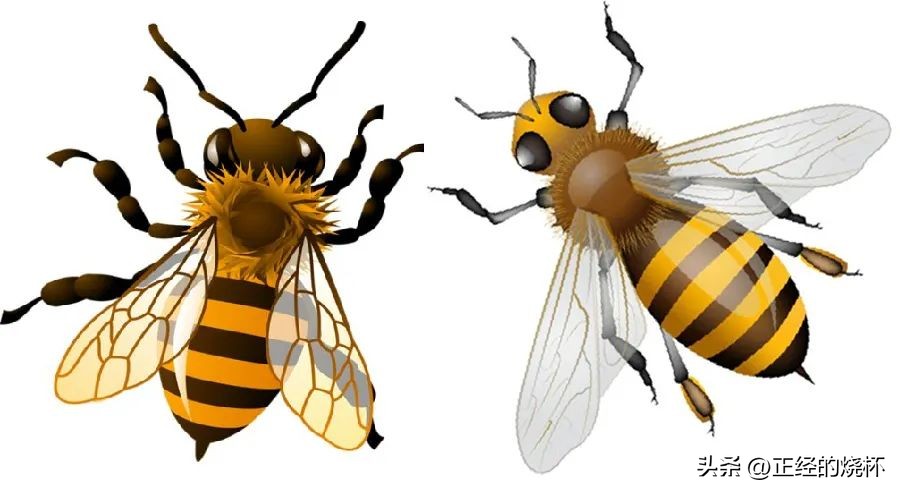 马蜂的习性有多可怕,马蜂习性的特点是什么