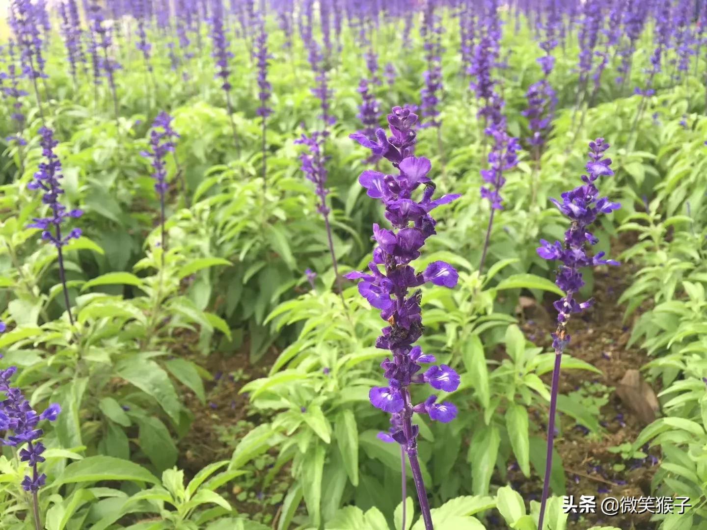 城市里的氧吧，广州番禺莲花山风景区