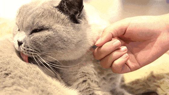 寄生虫界的“一哥”，所有温血动物都不放过，超20亿人已被感染