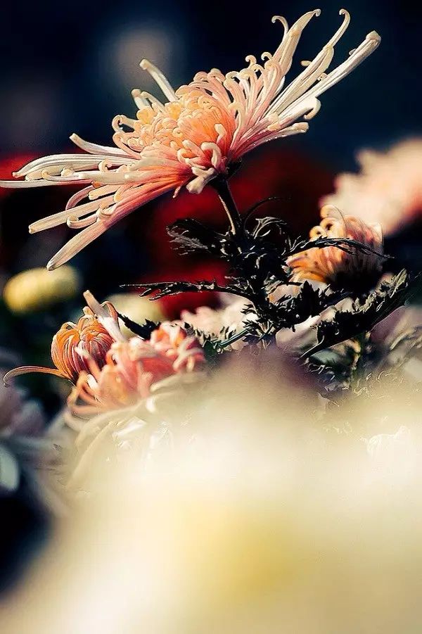 中国十大名花排行榜及图片,中国十大名花明细