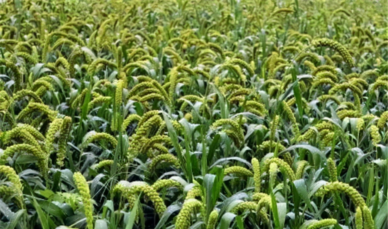 农业种植技术水稻,旱地谷子种植技术规范