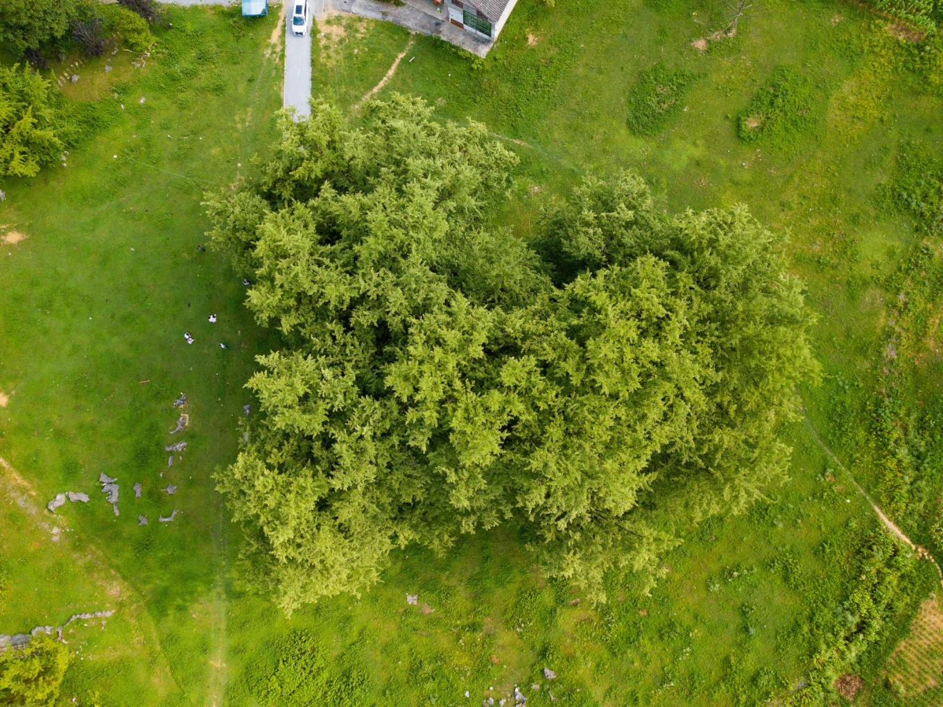 毕节油杉河景区,贵州夏季的避暑景点